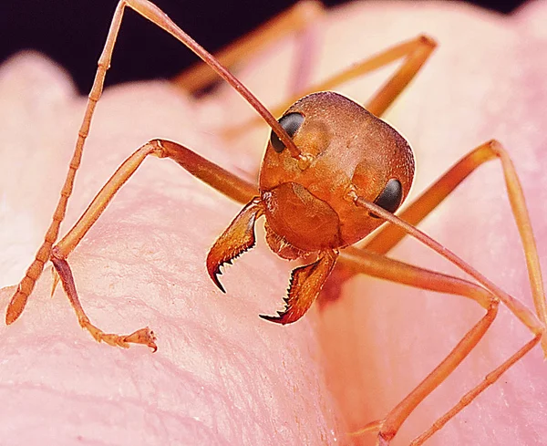 tek dokuma karınca çekim yakın
