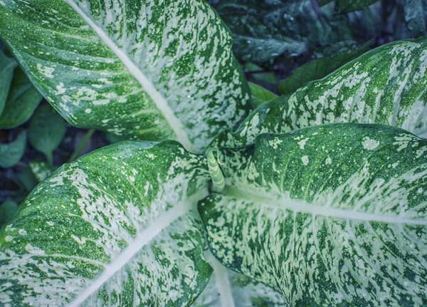 Aptal Baston Yaprağı Bitkisi — Stok fotoğraf