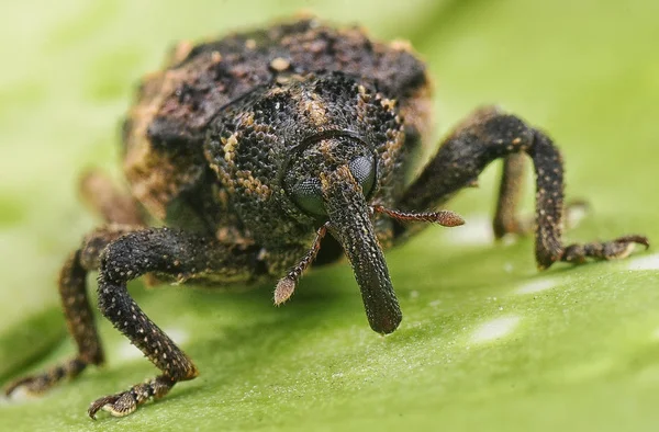 Makroaufnahme Eines Winzigen Rüsselkäfers — Stockfoto