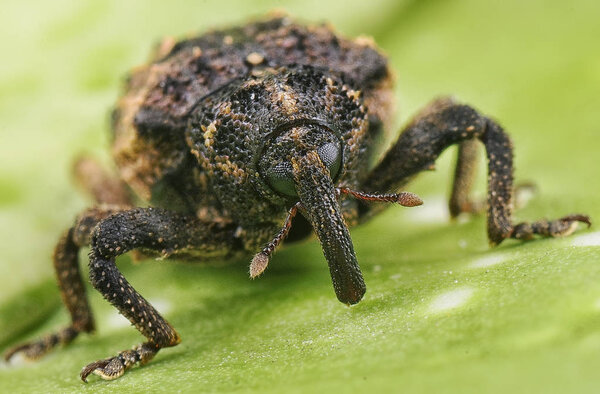 macro shot of a tiny weevil