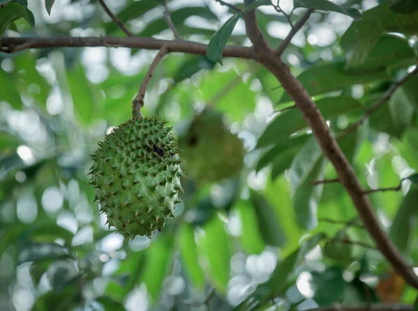 Fresh Soursop Hanging Tree — Stock Photo, Image