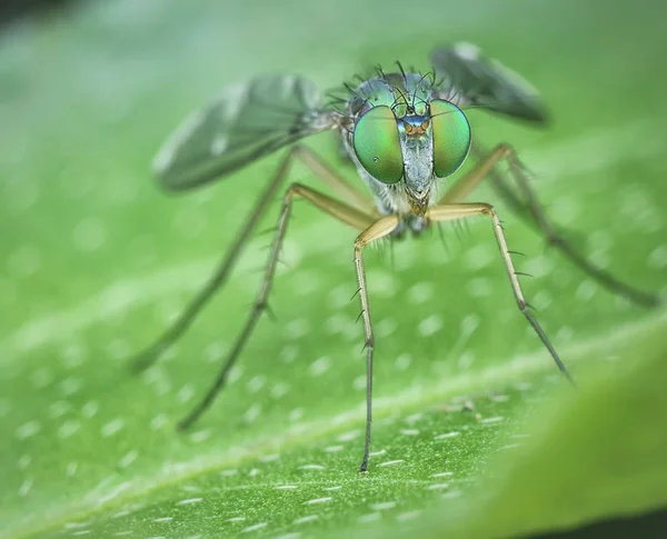 Insecto Mosca Patas Largas — Foto de Stock