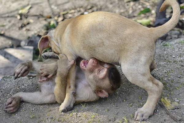 หมาเล งทารก — ภาพถ่ายสต็อก