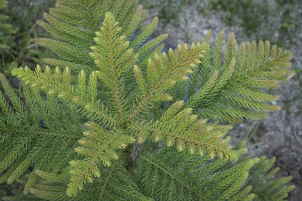 フープアラウカリアの木の植物 — ストック写真