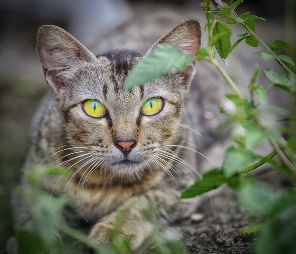 Direkter Blick Katzenaugen — Stockfoto