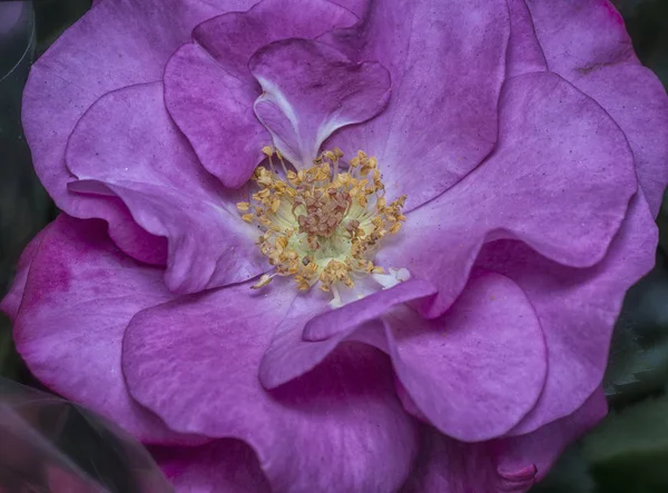 Variété Petites Roses Multicolores — Photo