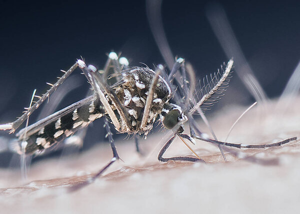 tiny mosquito sucking blood.