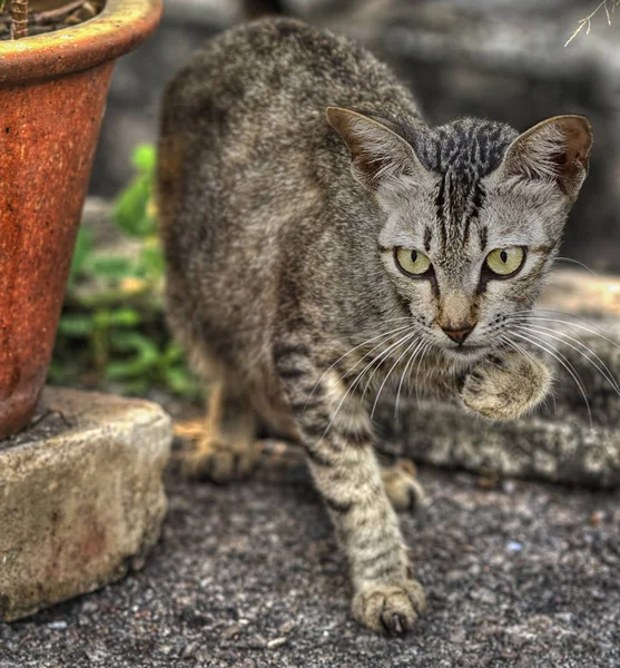 Wilde Streunende Katzen Auf Der Straße — Stockfoto