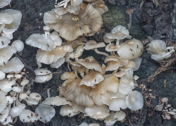 Cogumelo Selvagem Selva Fungo — Fotografia de Stock