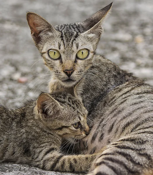 Wilde Streunende Katzen Auf Der Straße — Stockfoto