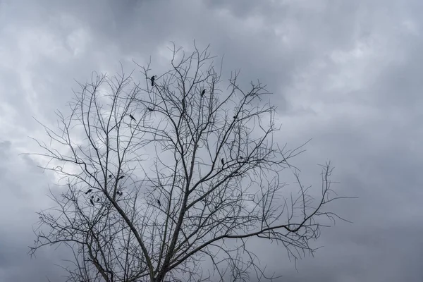 乌鸦栖息在干燥的树枝上 — 图库照片