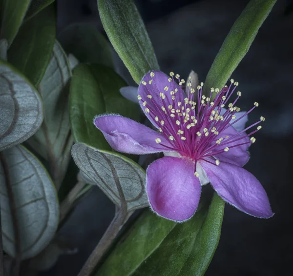 Beautiful Rose Myrtle Flower — Stock Photo, Image