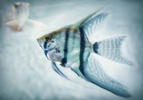 Colpo Vicino Pesce Angelo Triangolo — Foto Stock