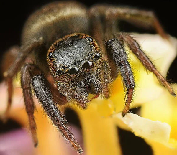 Μικροσκοπικά Σάλικα Άλμα Αράχνη — Φωτογραφία Αρχείου