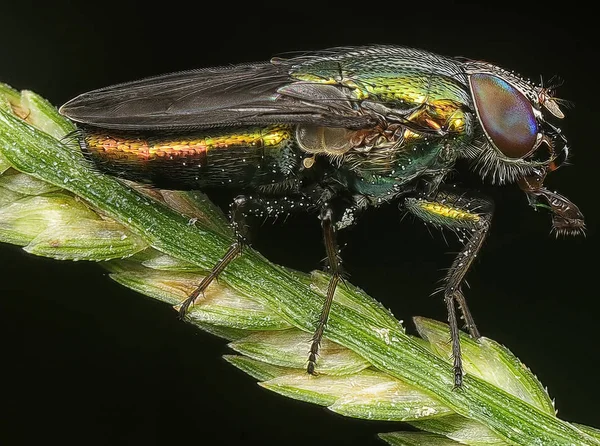 Nahaufnahme Einer Soldatenfliege — Stockfoto