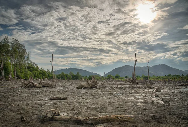mangrov bataklık sahne