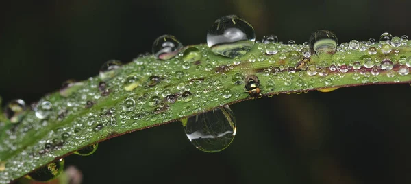 Gouttelettes Pluie Sur Herbe Fleur — Photo