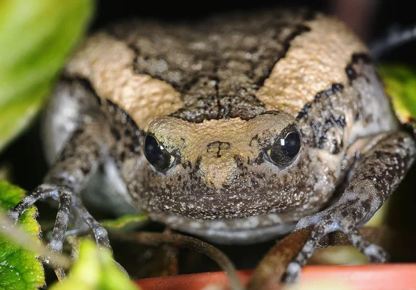 Grenouille Cache Entre Les Feuilles — Photo