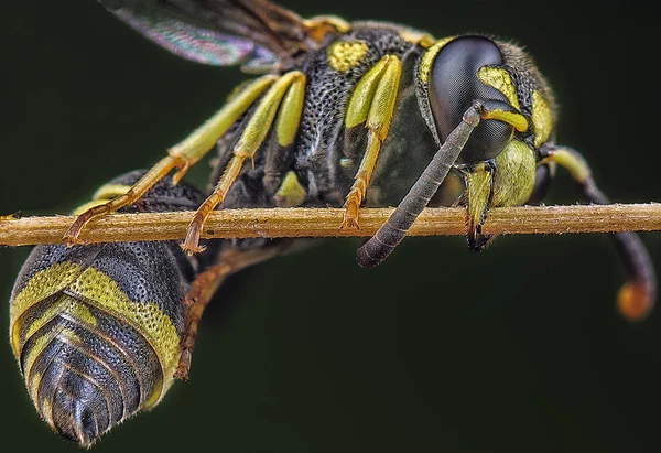 Asiatiska Gult Papper Wasp — Stockfoto