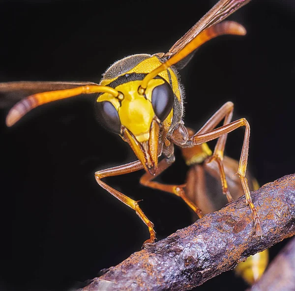 Bliska Strzał Azjatyckiego Papieru Wasp — Zdjęcie stockowe