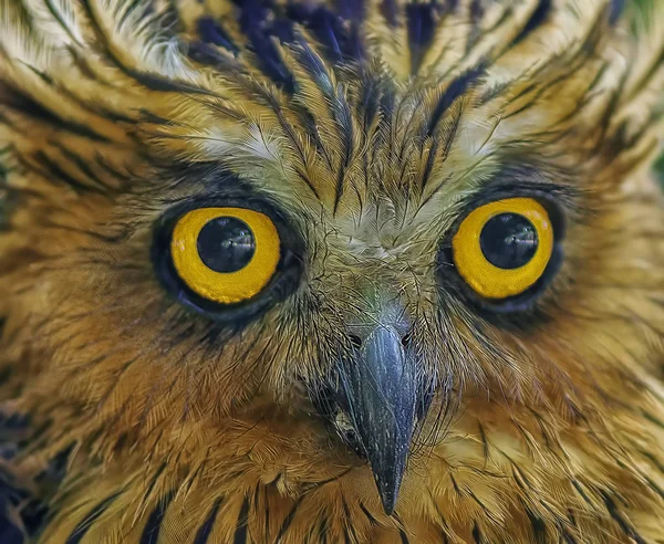 closeup shot of the night owl