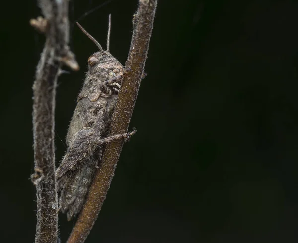 Primer Plano Con Saltamontes Marrón Peludo — Foto de Stock