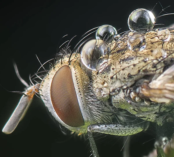 Robber Mosca Molhada Chuva — Fotografia de Stock