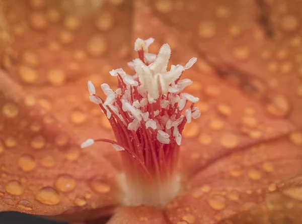 橙色奥蓬提亚花植物 — 图库照片