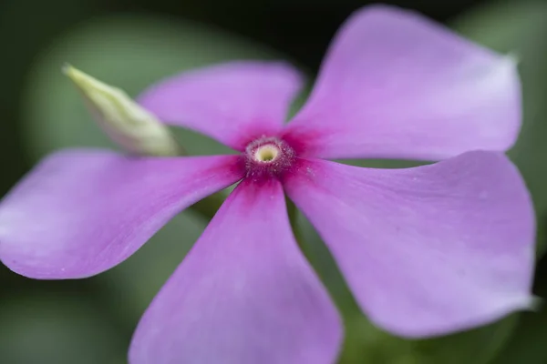 Catheranthaus Roseus Planta Flores — Foto de Stock