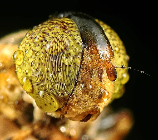 Hoverfly Böcek Baş Çekim — Stok fotoğraf