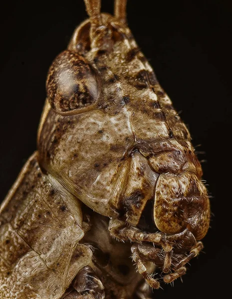 Närbild Headshot Grasshopper — Stockfoto