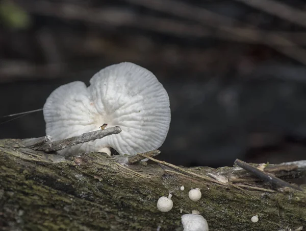 Wild Jungle Fresh Mushroom Fungus — Stock Photo, Image