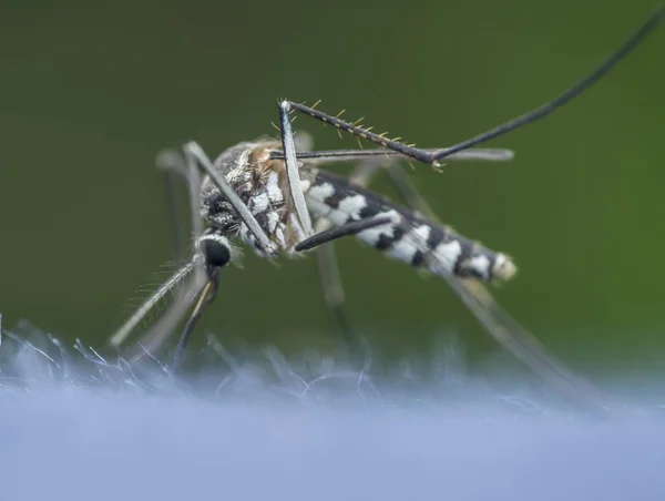 Primer Plano Del Mosquito —  Fotos de Stock
