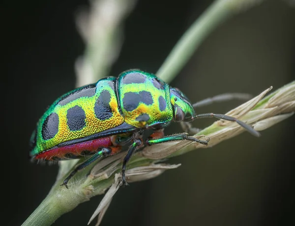 Close Shot Jewel Beetle — Stock Photo, Image