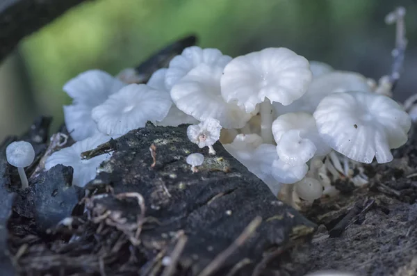 Wilde Jungle Paddenstoelen Schimmels — Stockfoto