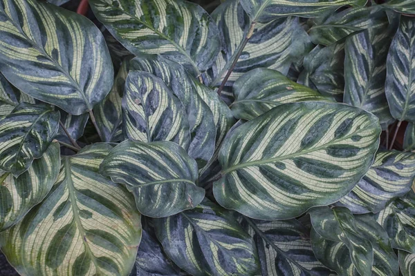 Calathea Makoyana Planta Hojas — Foto de Stock