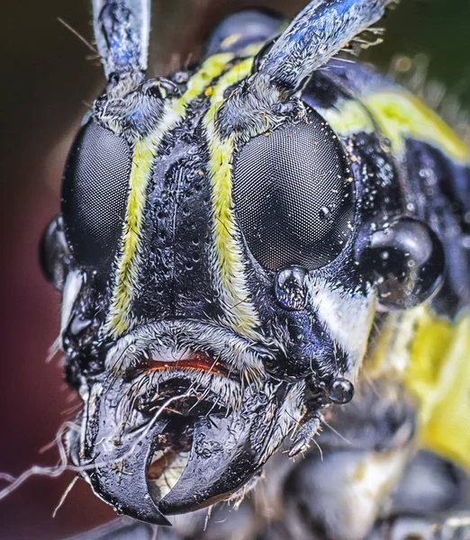 Nahaufnahme Mit Wunderschönem Bockkäfer — Stockfoto