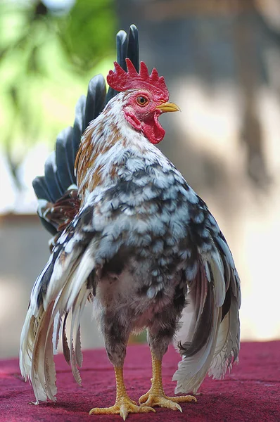 Portrait Shot Posing Chicken — Stock Photo, Image