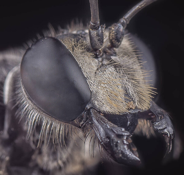 macro headshot of ruby tailed wasp