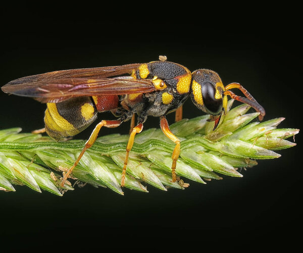 Close shot of Asian paper wasp