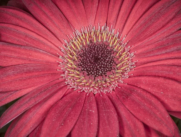 Flor Margarida Vermelha — Fotografia de Stock