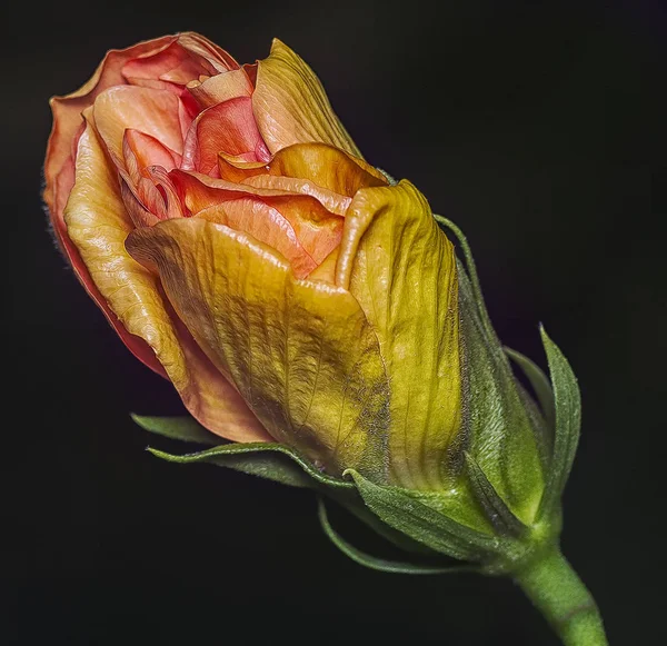 Про Квіткові Бруньки Гібіскусу — стокове фото