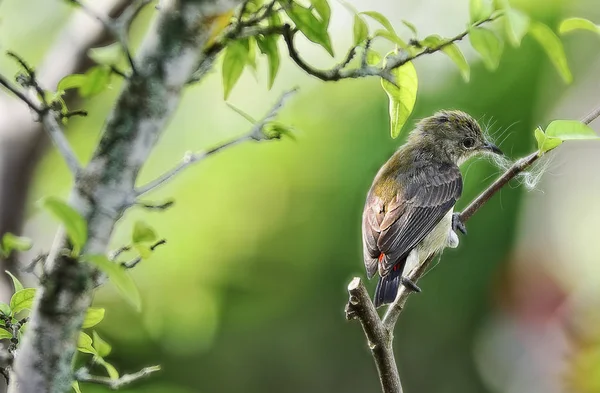 Little bird on tree branch.