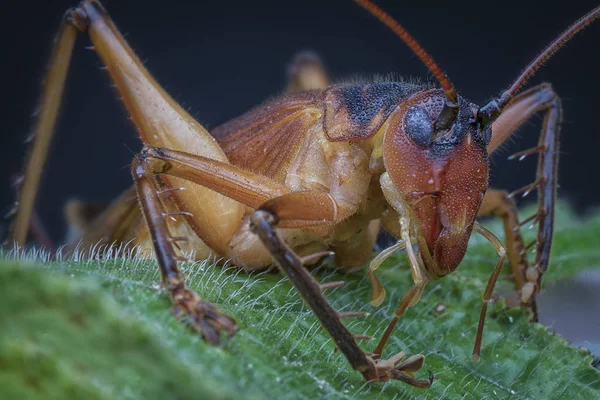 Campo Marrom Selvagem Críquete — Fotografia de Stock