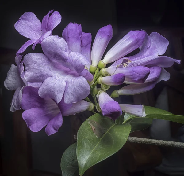 Cydista Diversifolia Plante Fleurs — Photo