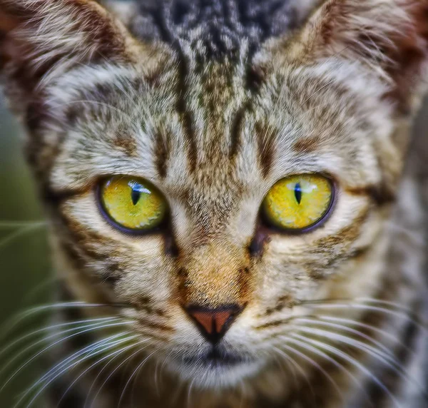 Mira Directamente Los Ojos Del Gato — Foto de Stock