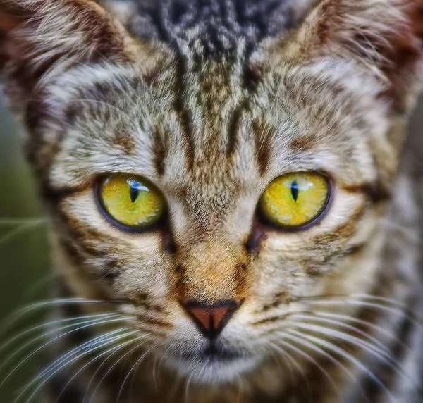 Olha Linha Reta Eys Gato — Fotografia de Stock