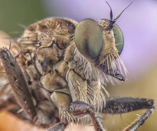 Tiros Perto Robberfly — Fotografia de Stock