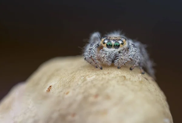 Closeup Shot Jumping Salticidae — Stock Photo, Image