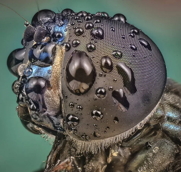 Nahaufnahme Der Fliege Pipunculidae — Stockfoto